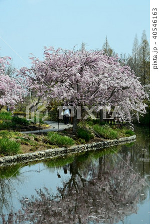 花時計　花園　花畑 40546163