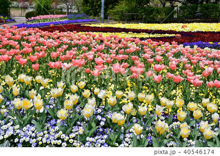 花時計　花園　花畑 40546174