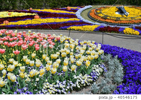 花時計　花園　花畑 40546175