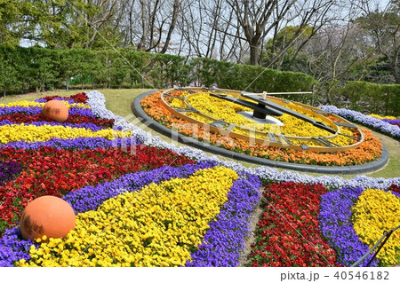 花時計　花園　花畑 40546182