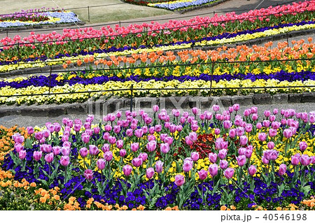 花時計　花園　花畑 40546198