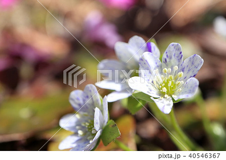 雪割草 雪割草 40546367