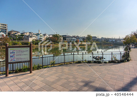 東京都大田区上池台、小池公園 40546444