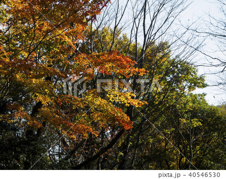 色づき始めた紅葉 色づき始めた紅葉 40546530