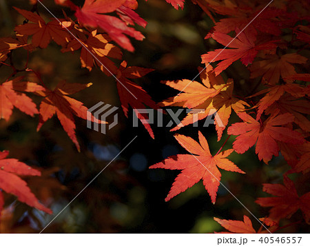 紅葉するもみじの葉をクローズアップ 40546557