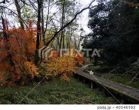 紅葉と木道 紅葉と木道 40546592