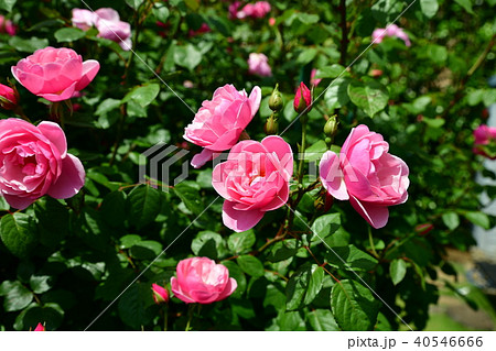 ガーデニングイメージ素材 満開のピンクの薔薇の写真素材