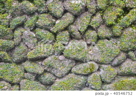 苔むした石垣（出水麓武家屋敷群／鹿児島県出水市麓町） 40546752
