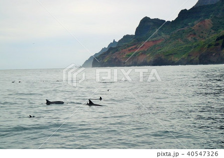 ハワイ、カウアイ島、ナパリ、船、洞窟、休日、、リラックス、ツアー、イルカ ハワイ、カウアイ島、ナパリ、船、洞窟、休日、、リラックス、ツアー、イルカ 40547326