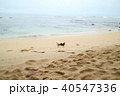 ハワイ、カウアイ島、プリンスビル、リゾート、休日、海、ビーチ、鶏、リラックス 40547336