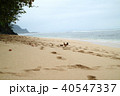 ハワイ、カウアイ島、プリンスビル、リゾート、休日、海、ビーチ、鶏、リラックス 40547337