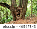 ハワイ、カウアイ島、プリンスビル、リゾート、休日、山、木、人面、リラックス 40547343