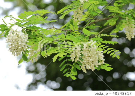 雨の日のハリエンジュの花(ニセアカシア) 雨の日のハリエンジュの花(ニセアカシア) 40548317