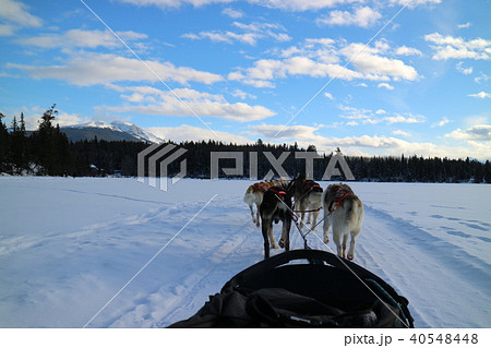 大自然カナダでの犬ぞり 大自然カナダでの犬ぞり 40548448