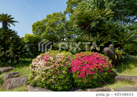 神戸市・相楽園 40548933