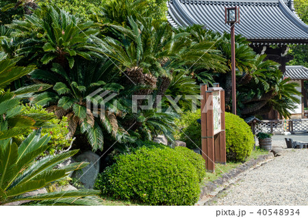 神戸市・相楽園 40548934