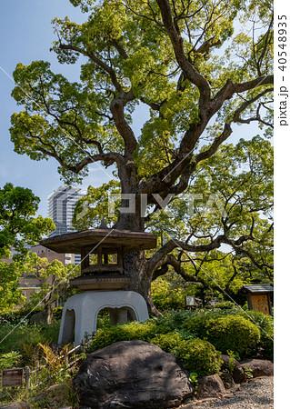 神戸市・相楽園 40548935