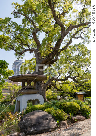 神戸市・相楽園 40548936