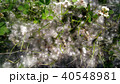初夏の雪　ポプラの綿毛 40548981