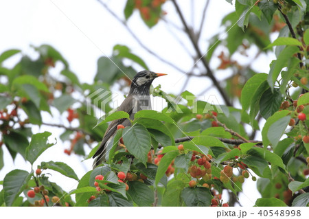 サクランボの木の上のムクドリ サクランボの木の上のムクドリ 40548998