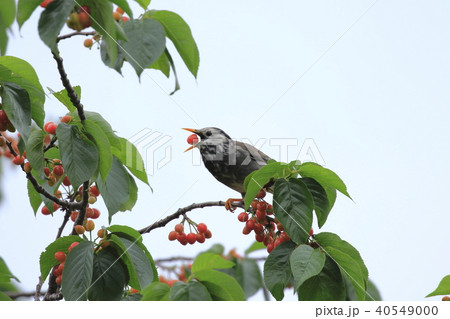 サクランボの木の上のムクドリ 40549000