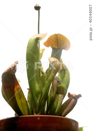 鉢植えのサラセニア 40549007