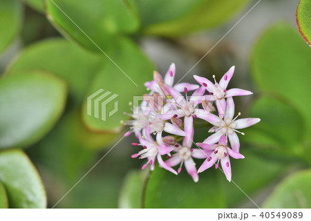 カゲツ カゲツ 40549089