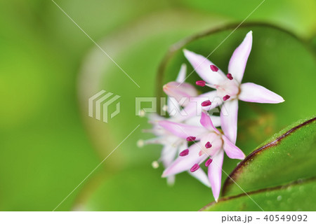 カゲツ カゲツ 40549092