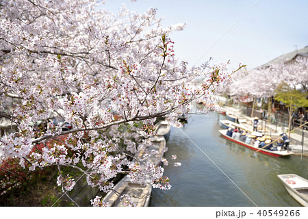 柳川市 川下り 春の風景 柳川市 川下り 春の風景 40549266
