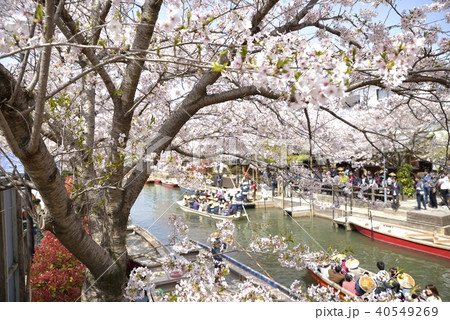 柳川市 川下り 春の風景 柳川市 川下り 春の風景 40549269