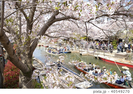 柳川市 川下り 春の風景 柳川市 川下り 春の風景 40549270