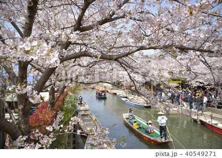 柳川市　川下り　春の風景 40549271