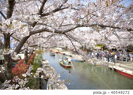柳川市　川下り　春の風景 40549272
