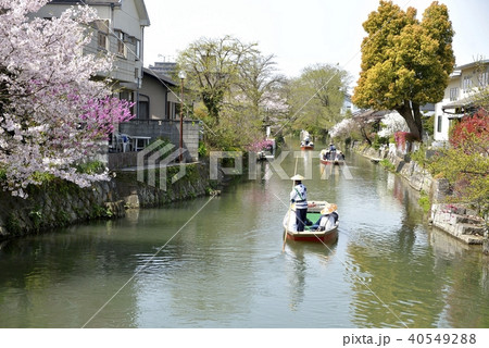 柳川市　川下り　春の風景 40549288