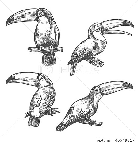 Toucan tropical bird sketch, exotic animal design 40549617