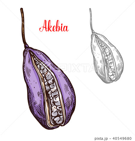 Akebia fruit sketch with exotic japanese berry 40549680