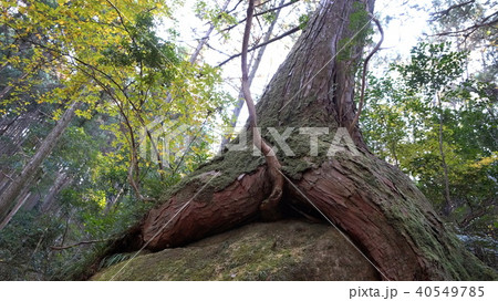 大木の根元 大木の根元 40549785