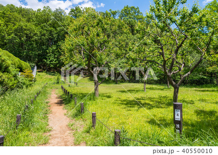 浅間山公園の風景 40550010