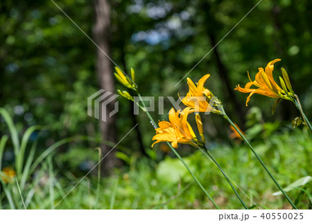 浅間山公園に自生するムサシノキスゲ 浅間山公園に自生するムサシノキスゲ 40550025