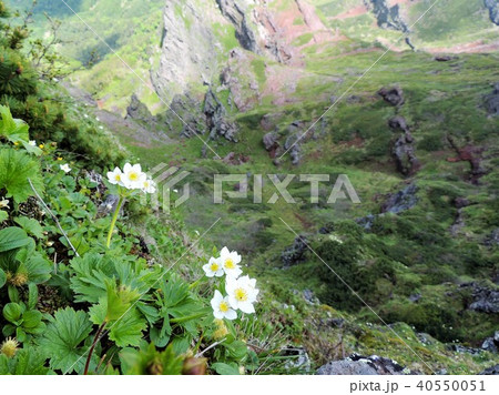 八ヶ岳の高山植物1 八ヶ岳の高山植物1 40550051