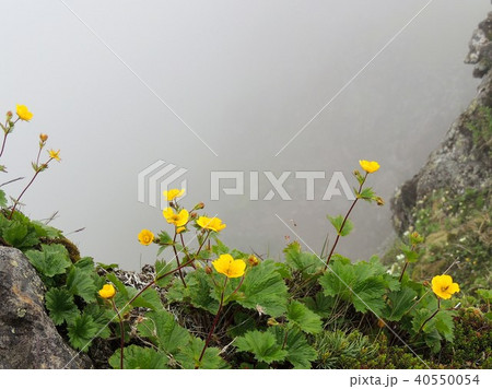 八ヶ岳の高山植物4 八ヶ岳の高山植物4 40550054