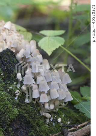 Mushrooms (Coprinus disseminatus) Mushrooms (Coprinus disseminatus) 40550371