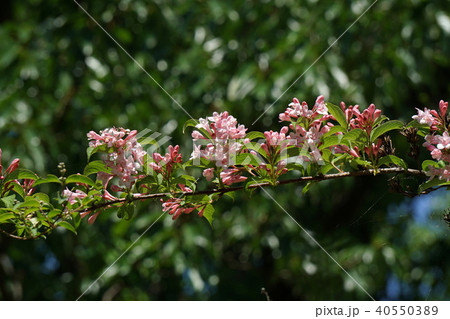 タニウツギ 40550389