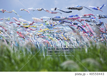 こいのぼりフェスタ1000 40550443