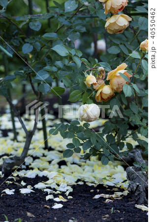 靭公園/バラ園 靭公園/バラ園 40550462