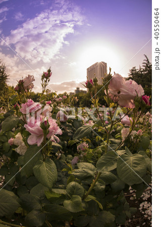 靭公園/バラ園 靭公園/バラ園 40550464