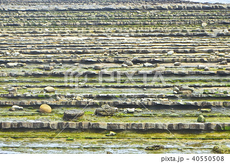 鬼の洗濯岩（青島神社／宮崎県宮崎市青島） 40550508