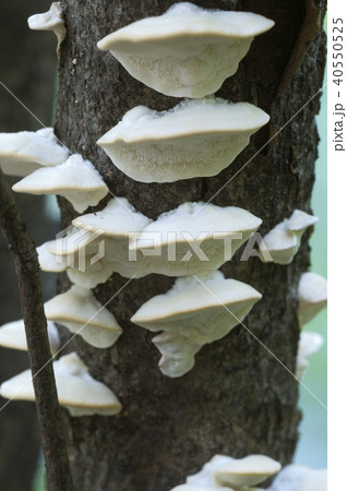 Postia stiptica 40550525