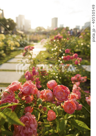 中之島公園/バラ園 中之島公園/バラ園 40550549