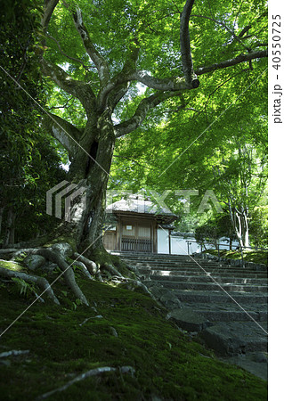 初夏の安楽寺 40550725